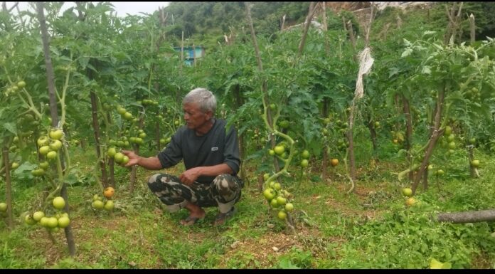 गाउँमै कृषि पेशाबाट आत्मनिर्भर बनेको ऐरी परिवारको अभ्यास प्रेरणादायी