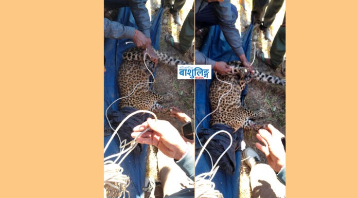 बैतडीमा पासोमा फसेको चितुवाको सकुशल उद्धार