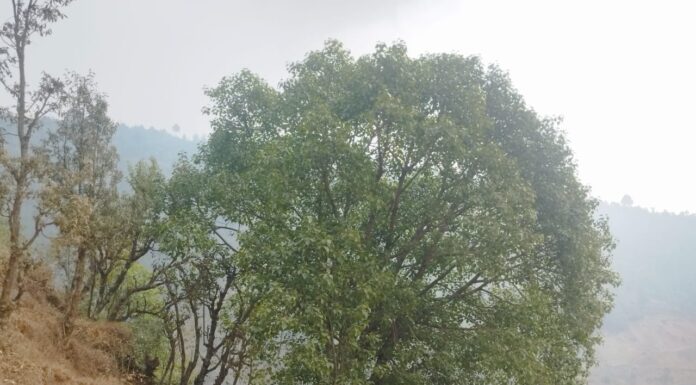 पचास वर्षदेखि गाउँको आस्था र पहिचान बनेको तडीगाउँको पिपल