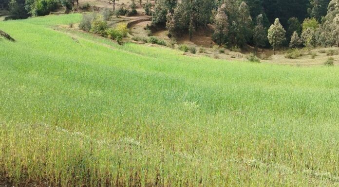 बेमौसमी वर्षाले बैतडीका किसान उत्साहित